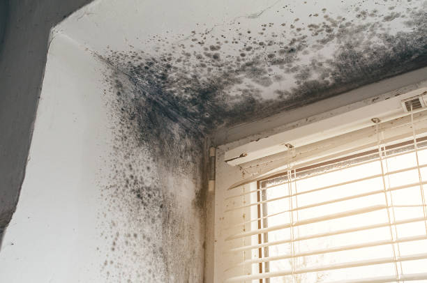 Affordable Mold Cleanup solutions in Liverpool, NY